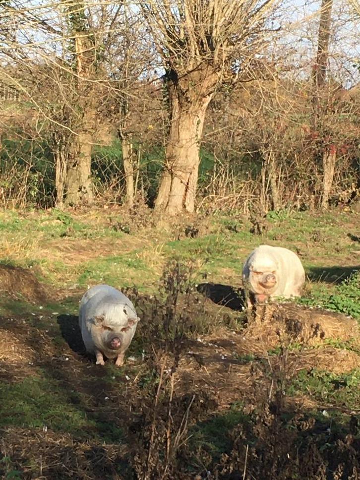 gratis twee hangbuikzwijntjes, Dieren en Toebehoren, Schapen, Geiten en Varkens, Varken, Vrouwelijk, 6 jaar of ouder
