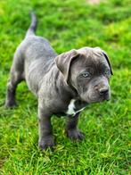 Prachtige stoere Cane corso pups te koop, Dieren en Toebehoren, België, Overige rassen, CDV (hondenziekte), 8 tot 15 weken