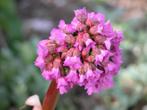 bergenia, Enlèvement