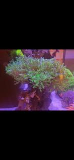 Zeeaquarium koraal, Enlèvement