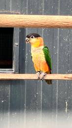 Zwartkop caïque, Dieren en Toebehoren, Meerdere dieren, Papegaai, Geringd