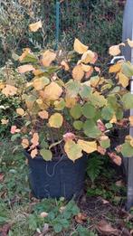 Hazelnootstruik, Tuin en Terras, Planten | Tuinplanten, Ophalen