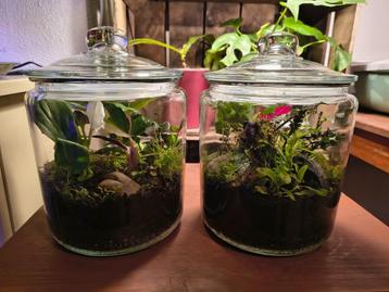 Set van 2 plantenterraria beschikbaar voor biedingen