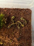 Salamanders, Animaux & Accessoires, Reptiles & Amphibiens, Amphibien, 0 à 2 ans