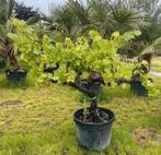 ‼️Druivelaars aan promoprijzen ‼️, Tuin en Terras, Ophalen