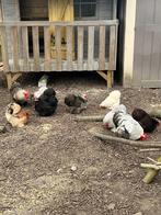 Kuikens Cochin Kriel ( paaskuikens ), Dieren en Toebehoren, Pluimvee, Geslacht onbekend, Kip