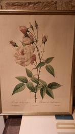 Rosa indica vulgaris, Maison & Meubles, Enlèvement ou Envoi