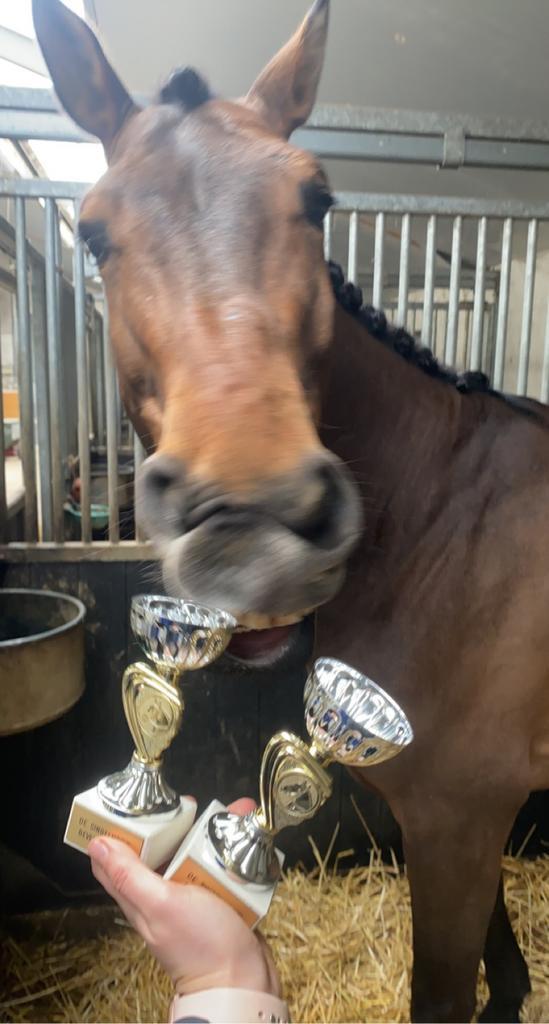 Opzoek, Dieren en Toebehoren, Paarden, Hengst