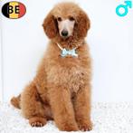 Caniche Royal, de couleur rouge/abricot - chiots belges, 15 semaines à 1 an, Commerçant, Caniche, Plusieurs