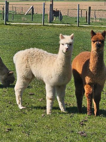 Witte alpaca merrie beschikbaar voor biedingen
