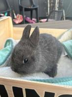 vrouwelijk konijn, Dieren en Toebehoren, Konijnen, Vrouwelijk, Dwerg, 0 tot 2 jaar