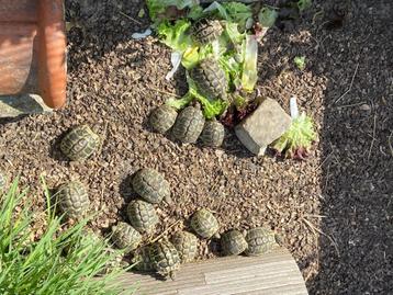 Griekse Landschildpadden, Dieren en Toebehoren, Schildpad