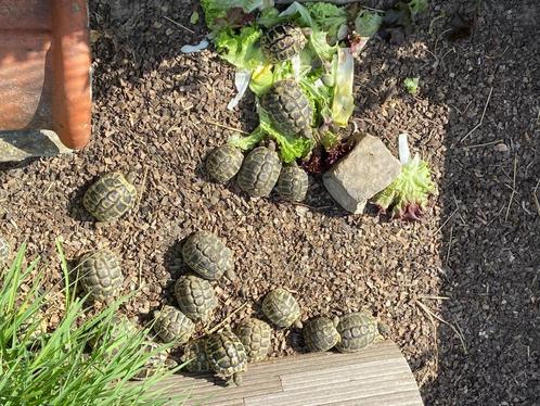 Griekse Landschildpadden, Dieren en Toebehoren, Reptielen en Amfibieën, Schildpad