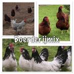 Boerderijmix broedeieren - grote gezonde broed eieren, Dieren en Toebehoren, Pluimvee
