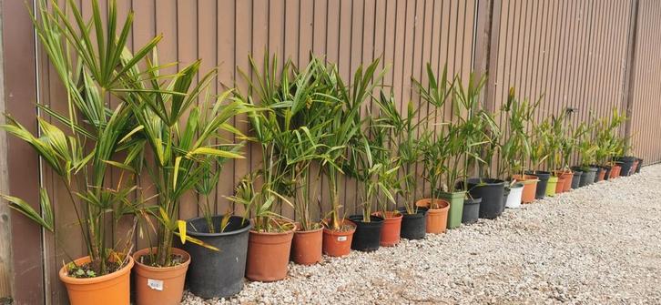 palmboom voor binnen of buiten. Eigen kweek!, Tuin en Terras, Planten | Tuinplanten, Ophalen