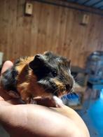 Peruvian cavia, Dieren en Toebehoren, Oktober