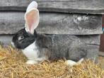 Jonge Vlaamse reus, Dieren en Toebehoren, Konijnen