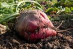 Voederbieten, Zakelijke goederen, Landbouw | Veevoer, Ophalen