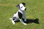 un chien JACK RUSSELL taille naturel, Enlèvement ou Envoi, Neuf, Synthétique, Animal