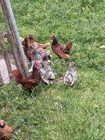 20 + - prachtige jonge Sierhantjes te koop, Dieren en Toebehoren, Pluimvee