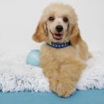 Dwergpoedel Enzo in de kleur abrikoos - zoekt baasje, Dieren en Toebehoren, Poedel, 15 weken tot 1 jaar, Buitenland, CDV (hondenziekte)