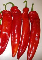 5 zaden zeer grote puntpaprika Aconcagua, Verzenden, Voorjaar, Volle zon, Zaad