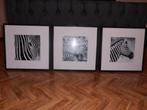 zebra-frames, Gebruikt, 50 tot 75 cm, Hout, 50 tot 75 cm