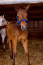 Prachtig veulen zoekt warme thuis, Dieren en Toebehoren, Paarden, Hengst, Recreatiepaard, Gechipt, 0 tot 2 jaar