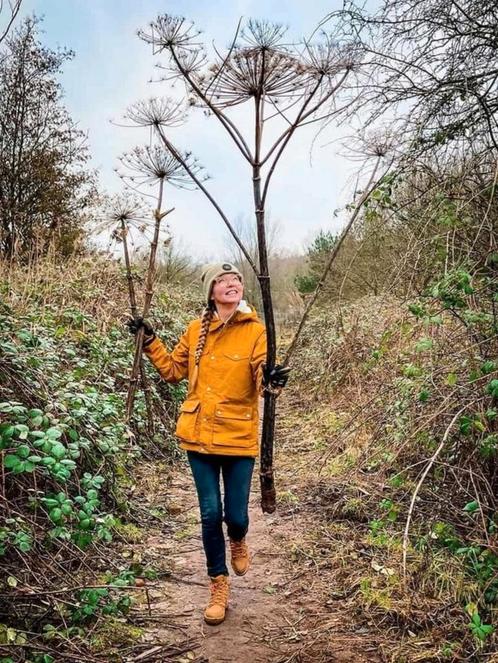 Berenklauw gedroogd 100 tot 200 cm of kleiner, Tuin en Terras, Planten | Fruitbomen, Ophalen