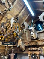 Te koop jachttrofeeën, Ophalen of Verzenden