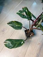 Philodendron Red Anderson, Ophalen of Verzenden
