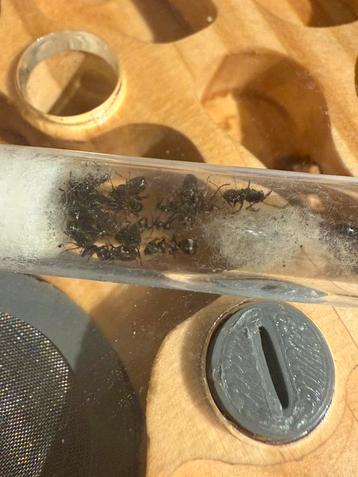 Formica sanguinea mieren kolonie beschikbaar voor biedingen