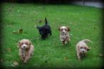 Cockapoo pups, Poedel, België, CDV (hondenziekte), 8 tot 15 weken