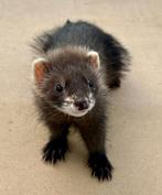 Jonge mannelijke fret zwarte angora, Dieren en Toebehoren, Knaagdieren, Fret, Juni, Mannelijk, Tam