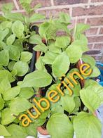 Auberjine planten, Jardin & Terrasse, Plantes | Arbres, Enlèvement ou Envoi
