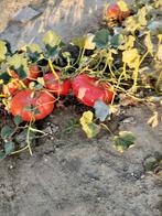 Pompoenen, Tuin en Terras, Planten | Tuinplanten, Ophalen