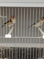 Grote Putters, Dieren en Toebehoren, Vogels | Overige Vogels, Meerdere dieren, Wildzangvogel, Geringd