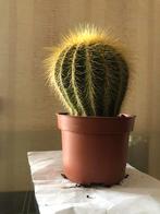 Cactus 13€, Maison & Meubles, Plantes d'intérieur, Cactus