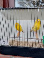 Kanaries, Dieren en Toebehoren, Vogels | Kanaries