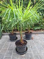 trachycarpus fortunei  palmboom tot - 18 gr., Tuin en Terras, Planten | Tuinplanten, Ophalen