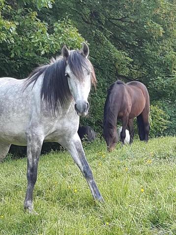 pension chevaux