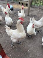 Poules de bresse haan, Dieren en Toebehoren
