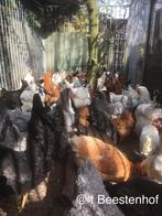 Legkippen klaar voor de leg, Dieren en Toebehoren, Pluimvee, Kip