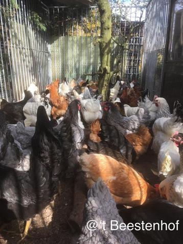 Legkippen klaar voor de leg beschikbaar voor biedingen