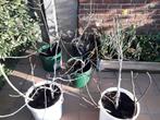 Vijgen struiken, Tuin en Terras, Ophalen
