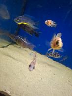 Cichlides malawi couple otopharynxs sulphur head