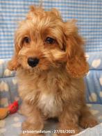 Super leuke Cavapoo pups !, Dieren en Toebehoren, 15 weken tot 1 jaar, Reu, Buitenland, CDV (hondenziekte)