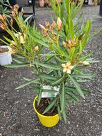 Nerium Oleander Kleur geel, Ophalen