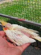 Handtamme valkparkiet, Dieren en Toebehoren
