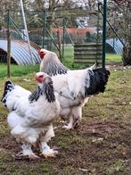 Brahma Colombia, Dieren en Toebehoren, Pluimvee